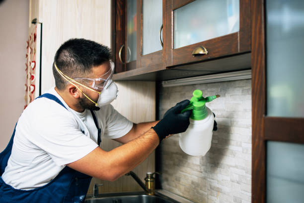 Best Flea Control Services  in Forreston, IL
