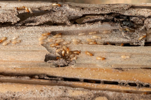 Best Emergency Pest Control  in Forreston, IL